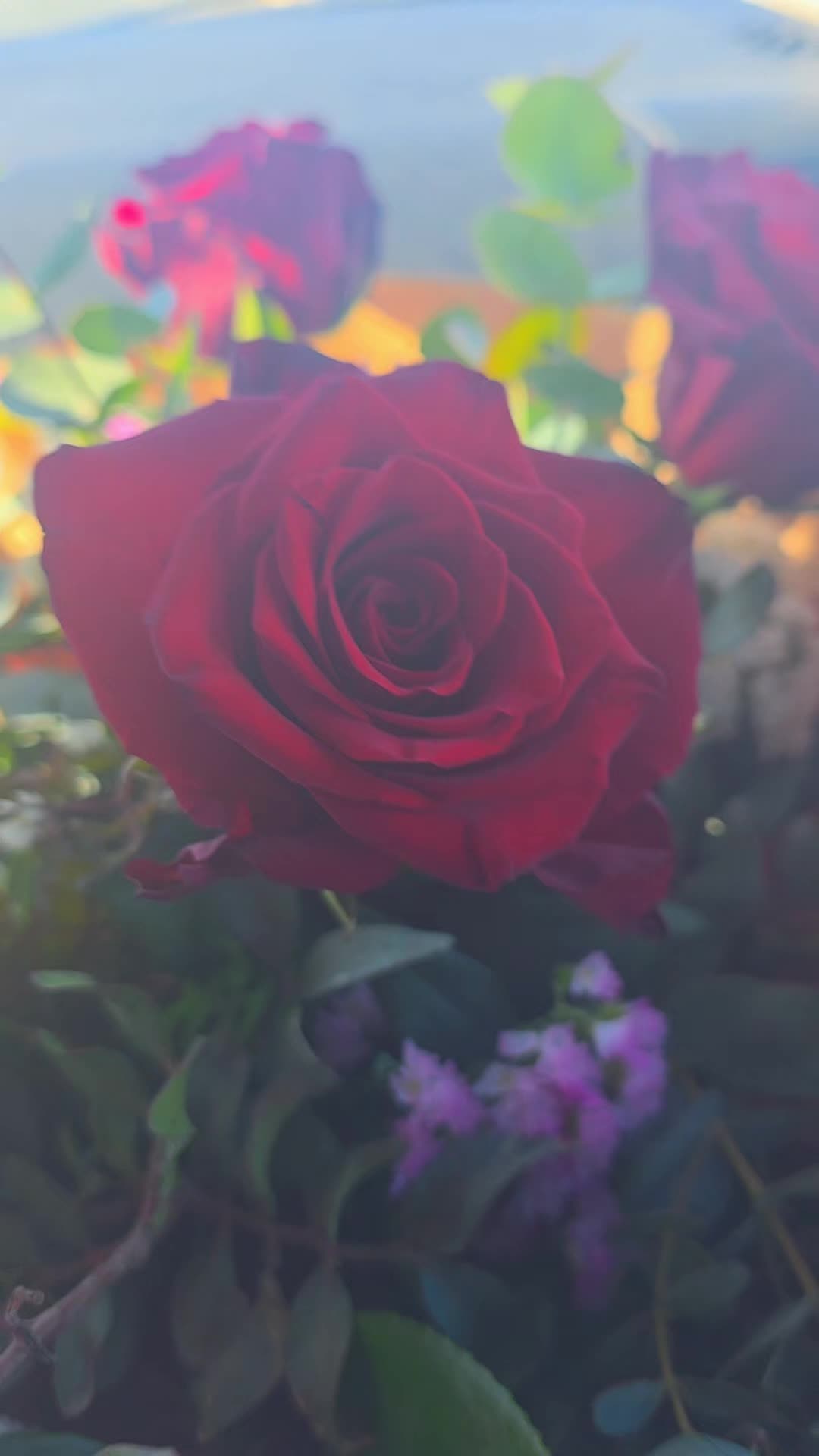 @المهياوية😍
