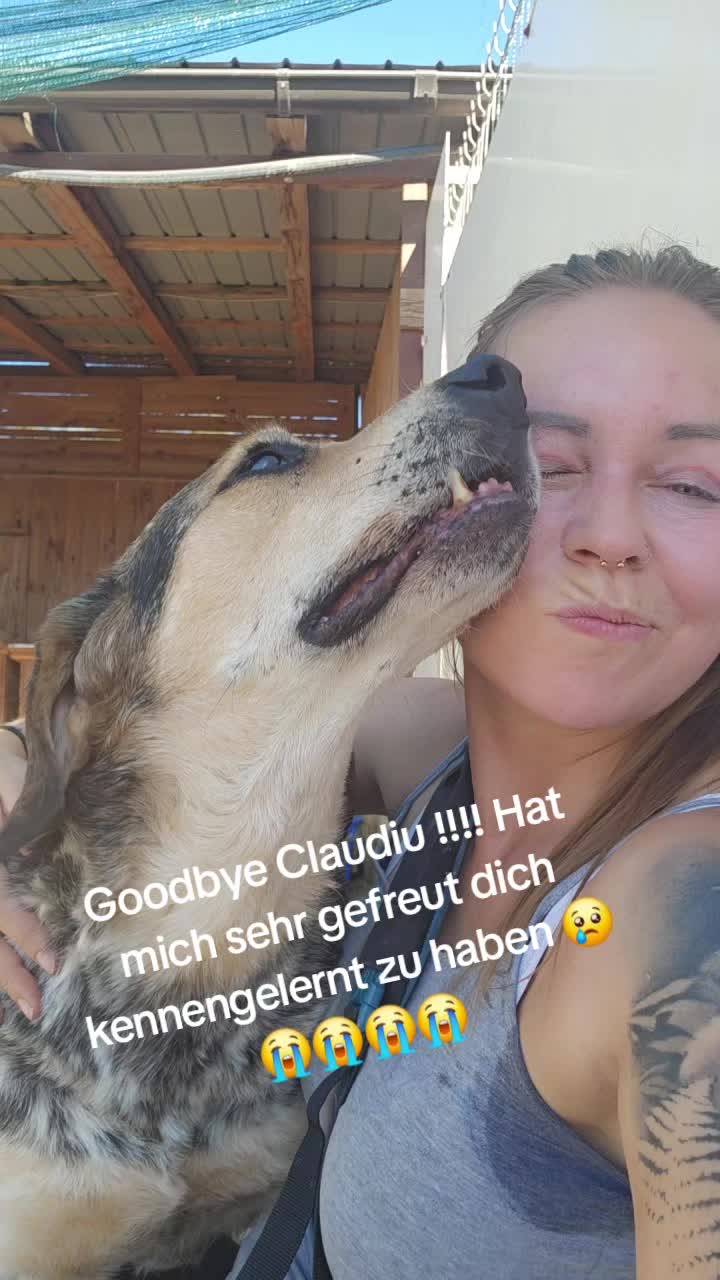 @Sevi_romania_straydogs