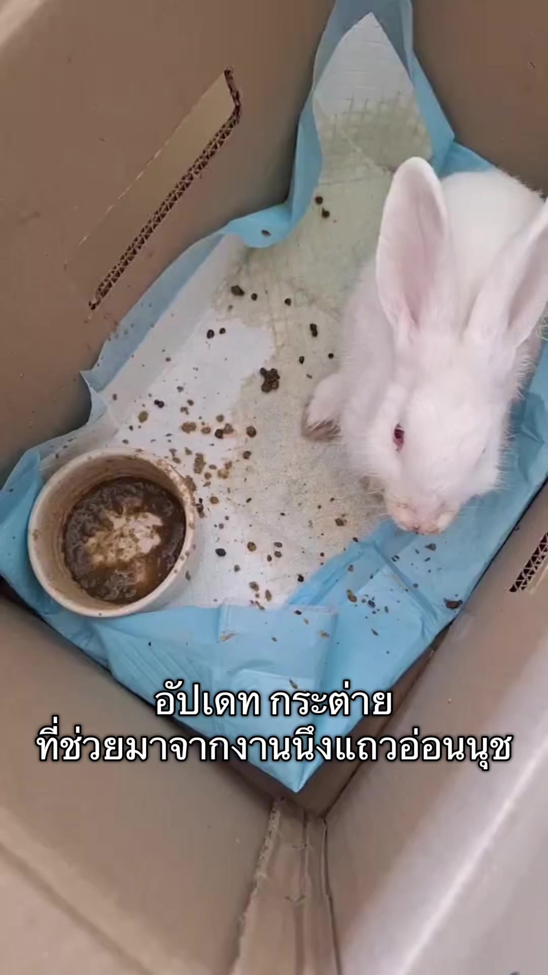 @ชิชาและคาเฟ่สัตว์ของเค้า
