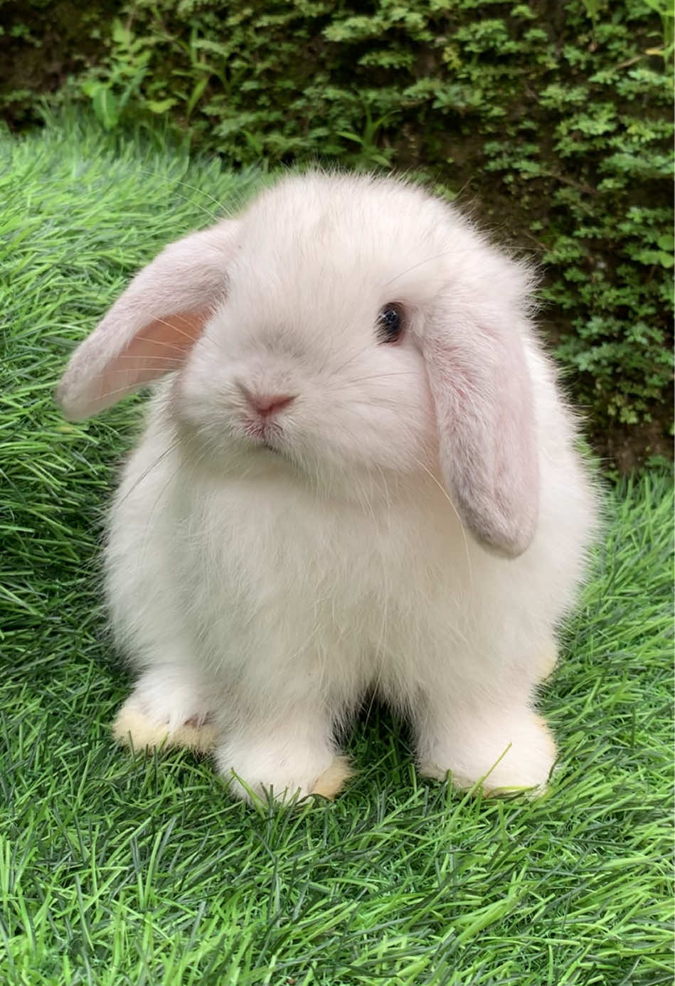@chedyrabbit.2