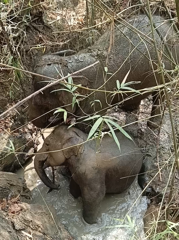 @LuangPrabang Elephant New Home
