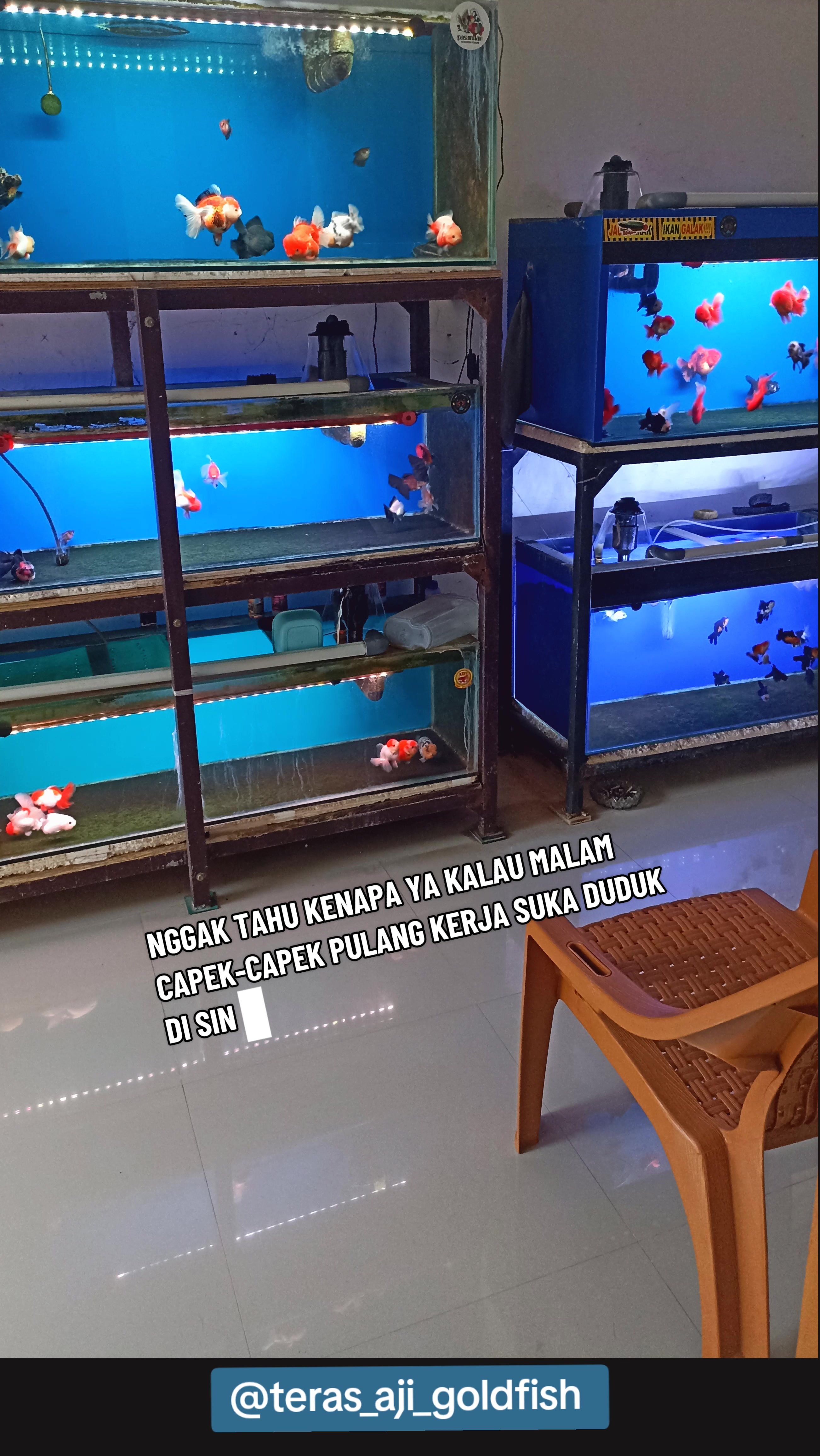 @Teras Aji Goldfish