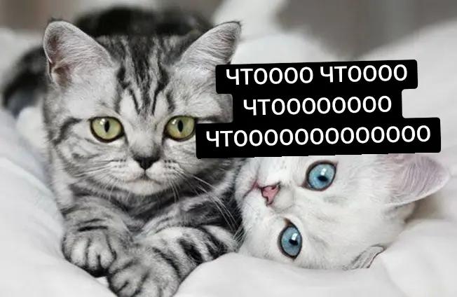 @!Самсунг галакси телефон беспл