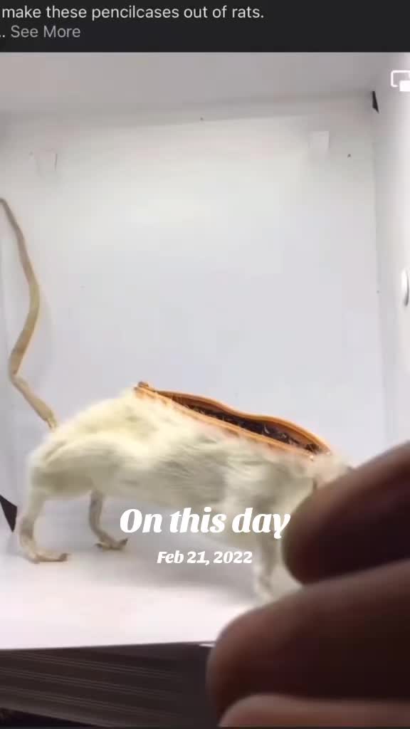@MightyMikePop🇵🇭