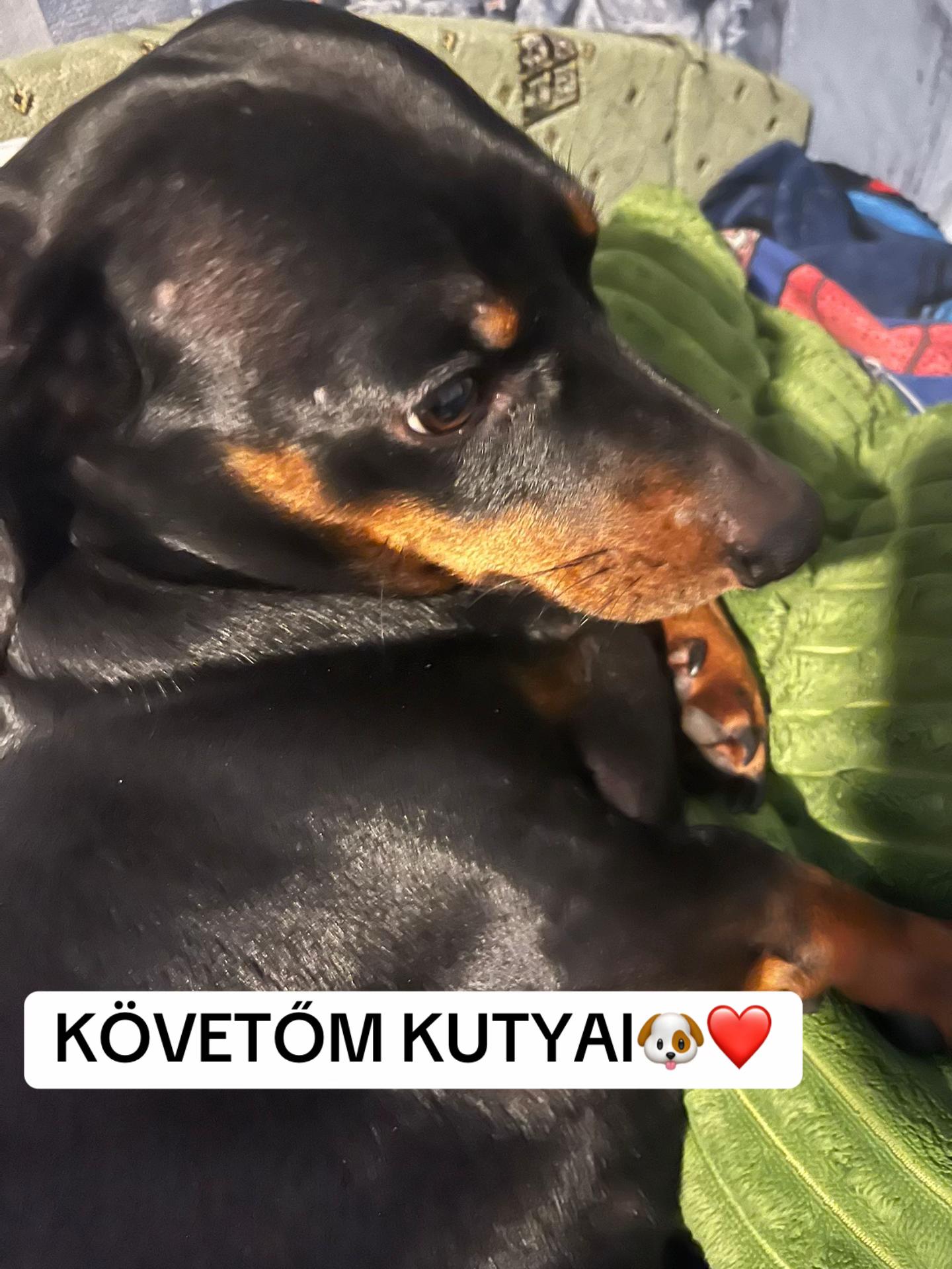 @TOFIKA🐶