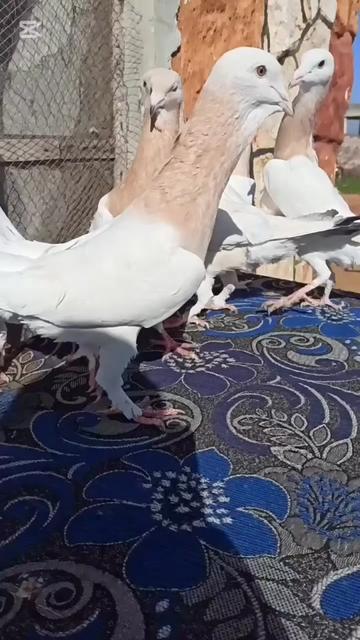 @أمين سلات
