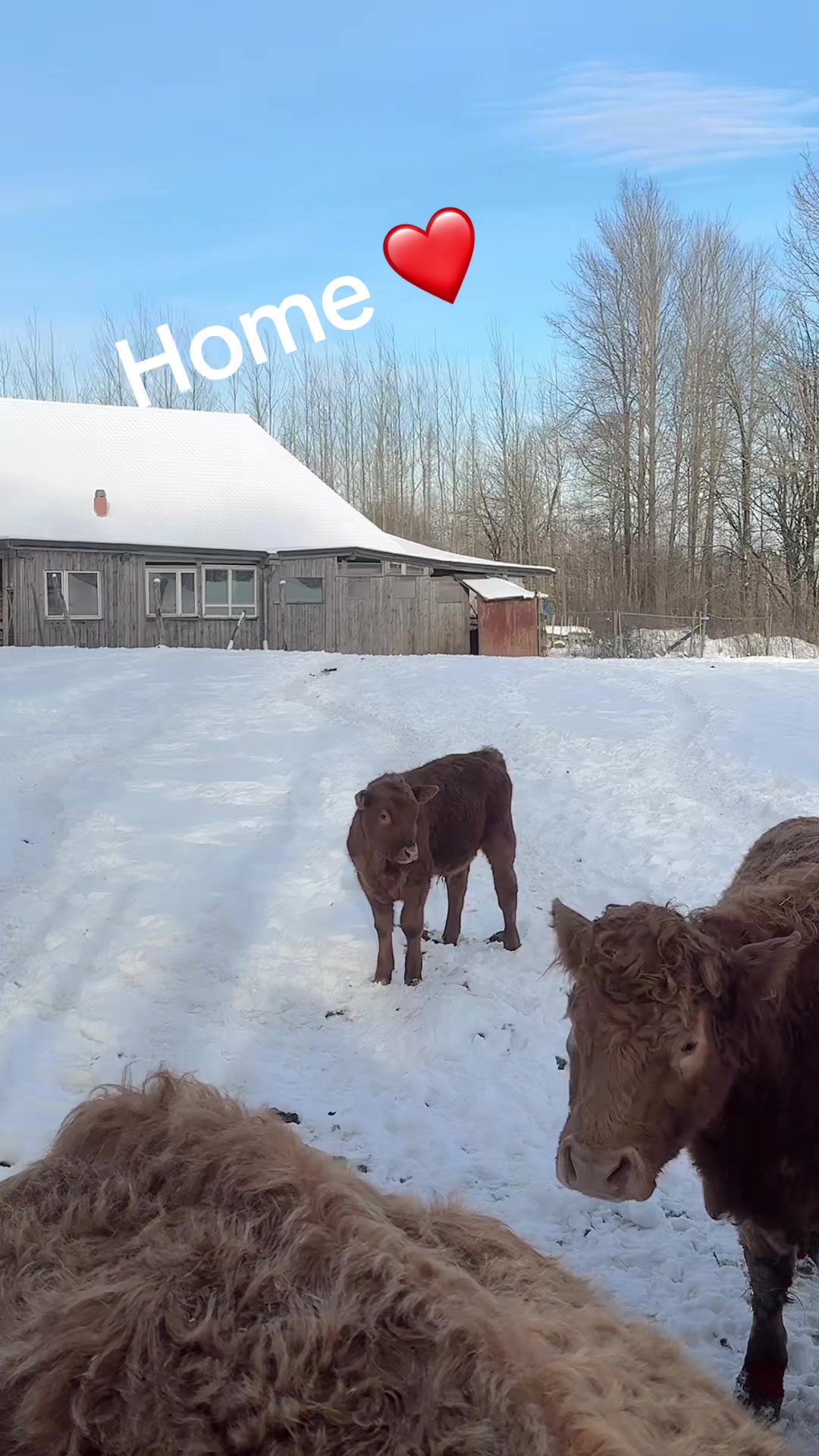 @HafiHorse2