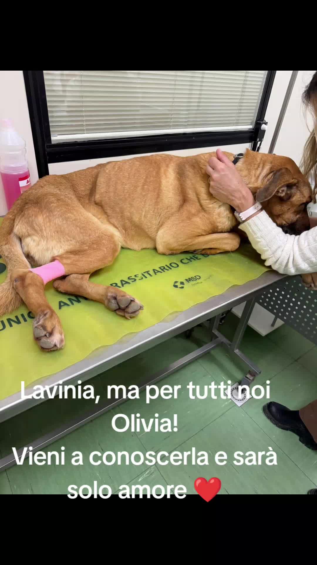 @code felici