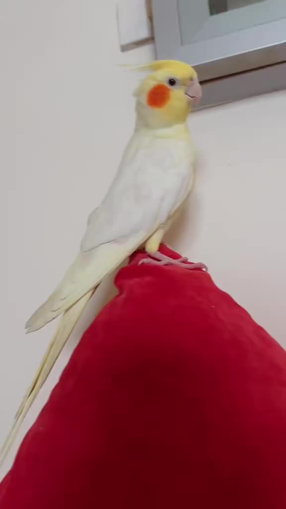 @Bixby the Budgie