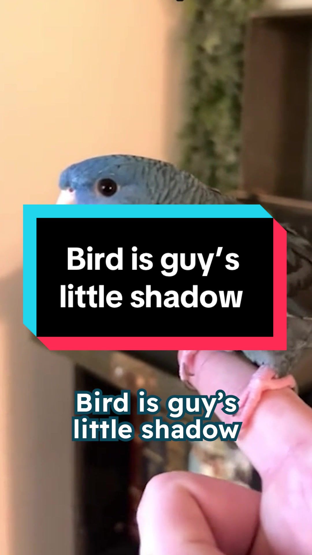 @cddle_buddies
