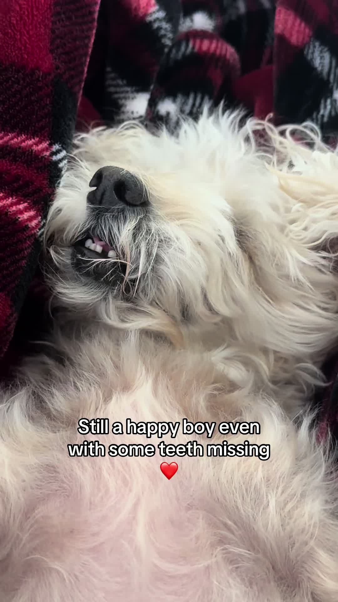 @He Was A PoodleBoi