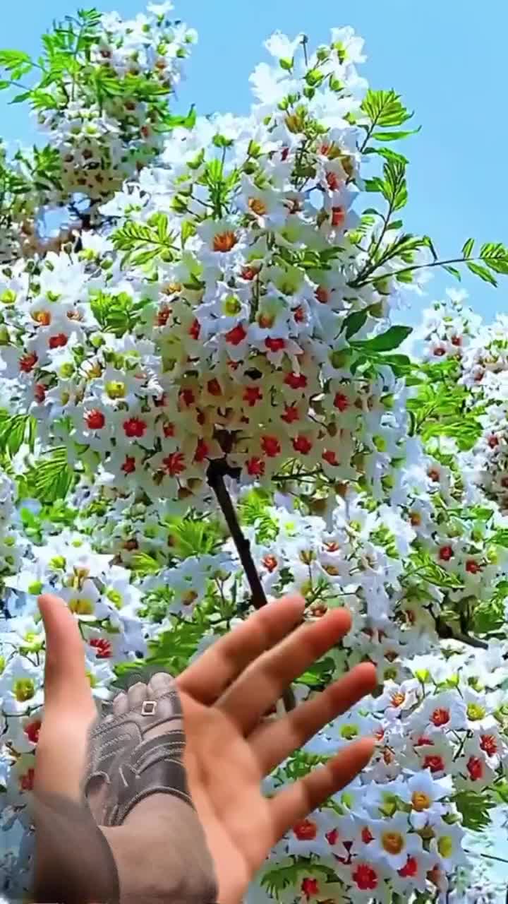 @Siddiue Ahmed