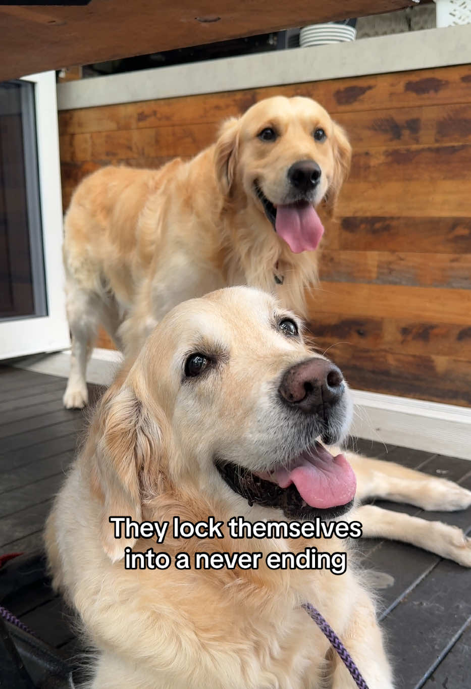 @lunas_golden_life