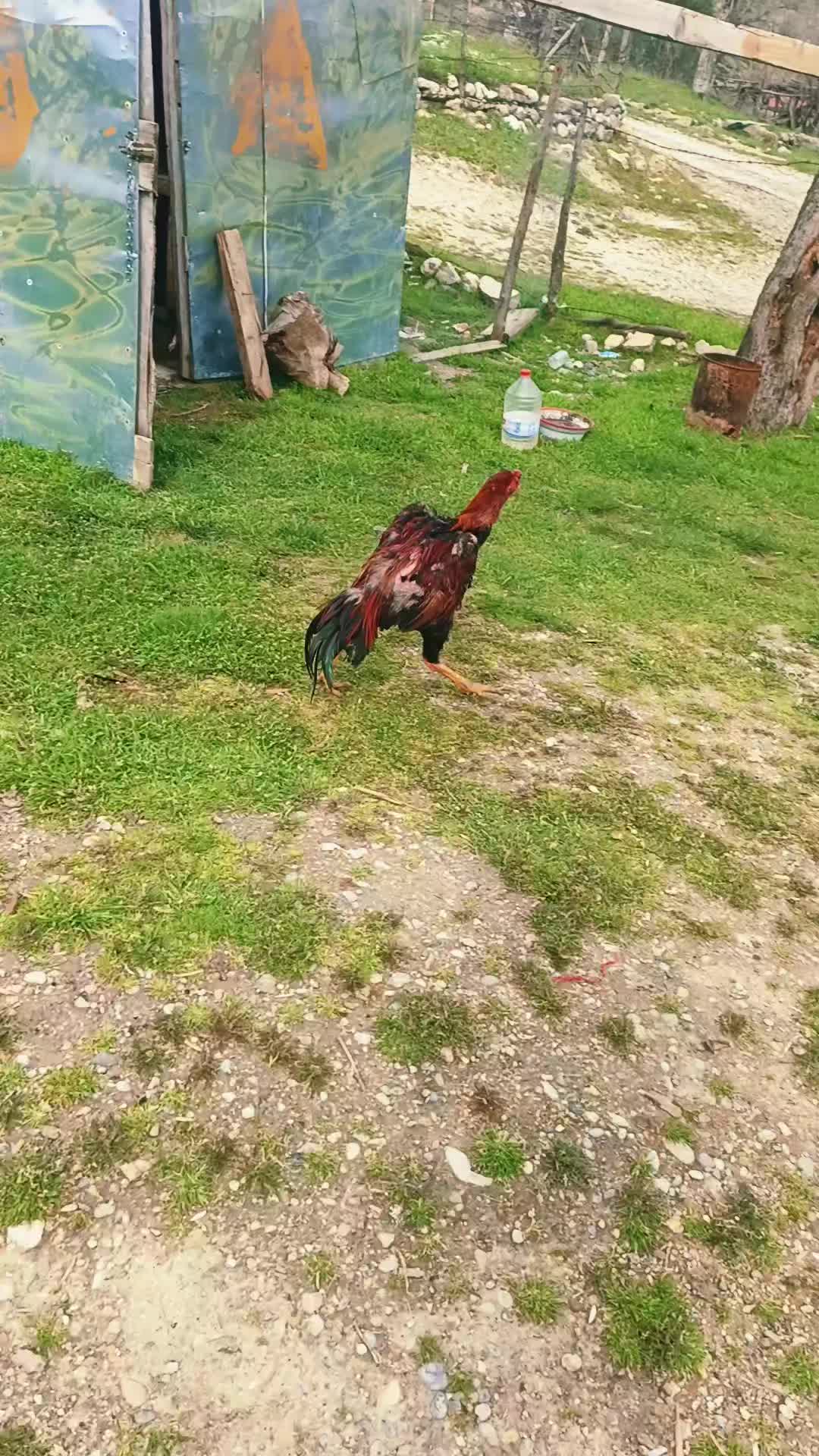 @H&uuml;seyin _t&uuml;fekli 🦅