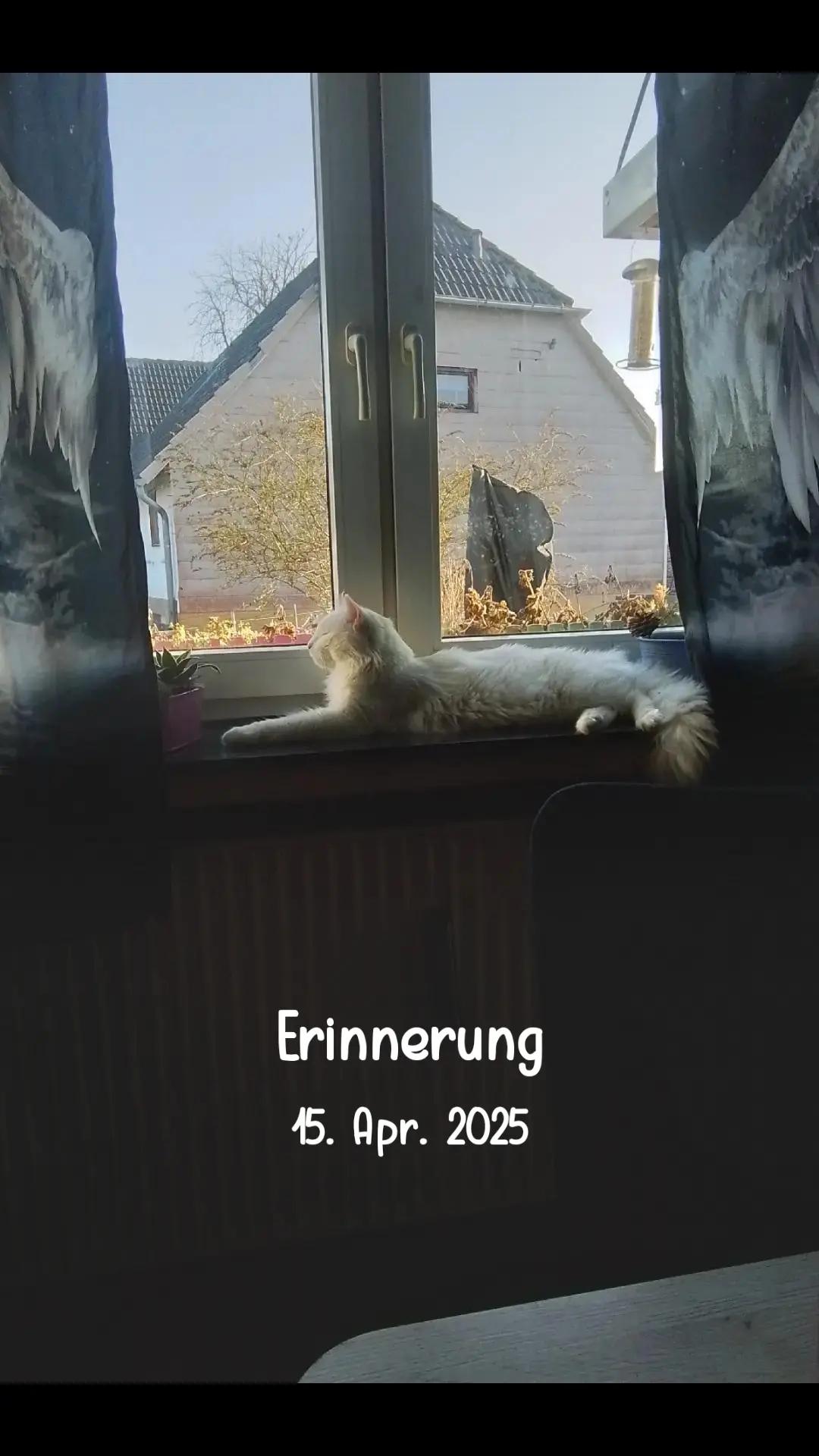 @🌹 s&uuml;&szlig;e Flocke 1382🌹
