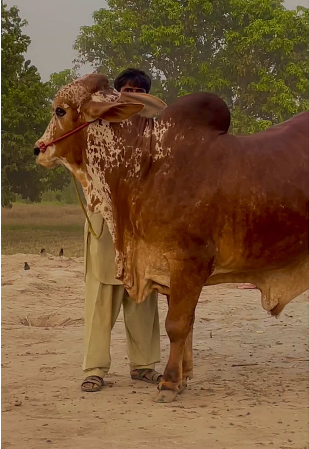 @Ustad Jee Cattle Farm