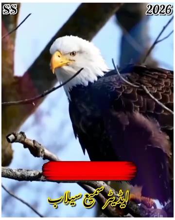 @꧁༺𝐬𝐚𝐦𝐢 𝐬𝐞𝐥𝐚𝐛༻꧂