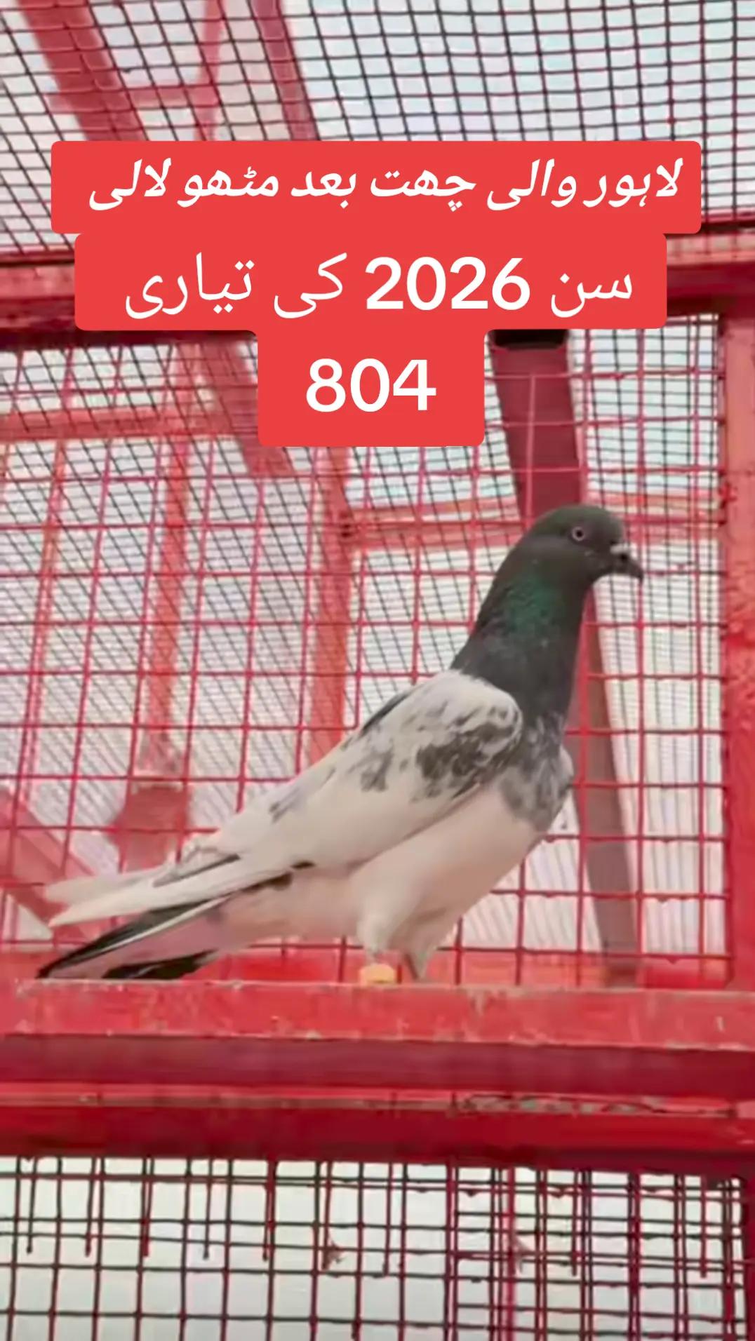 @🕊️ ملک دانیال 4❤️