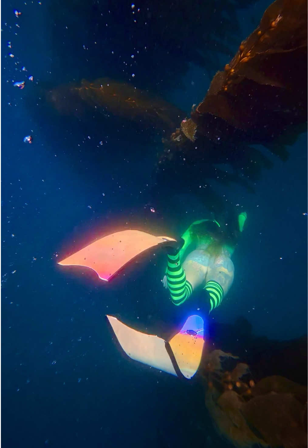 @Coralia Dives 🧜&zwj;♀️