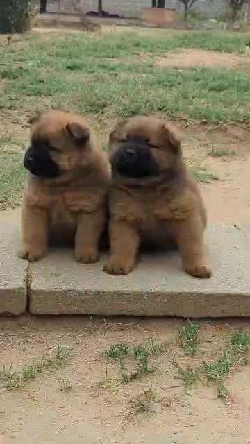 @DracularDogKennels🐶🇿🇼