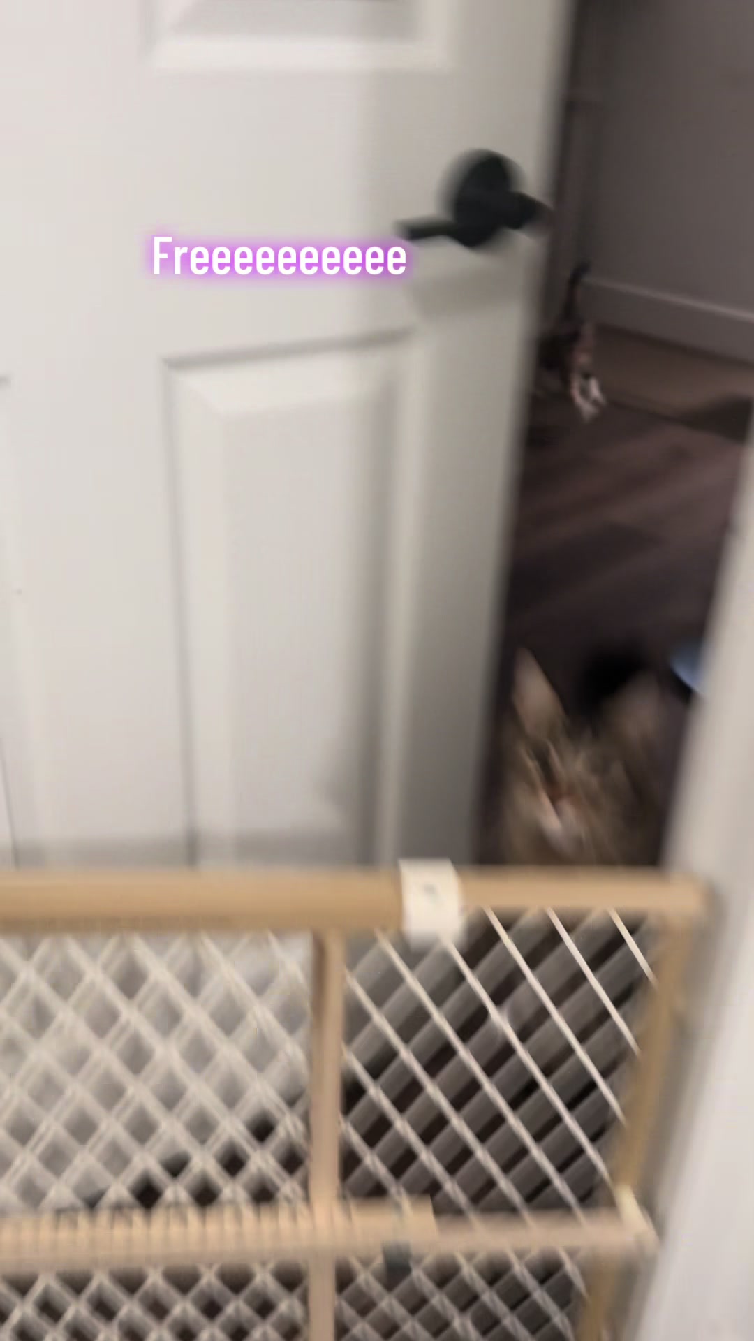 @StarKingdomMaineCoons