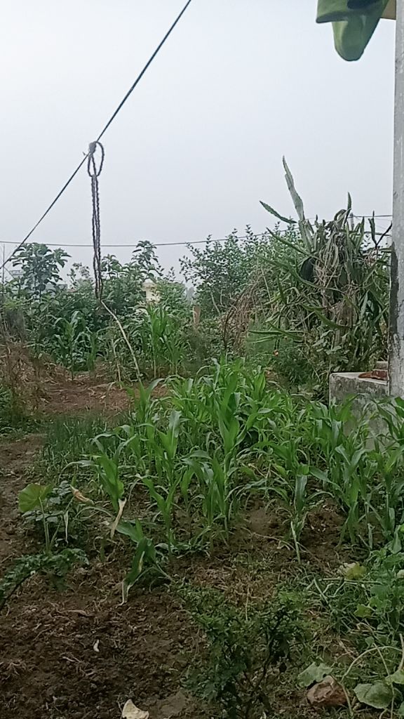 @Madhu Shrestha