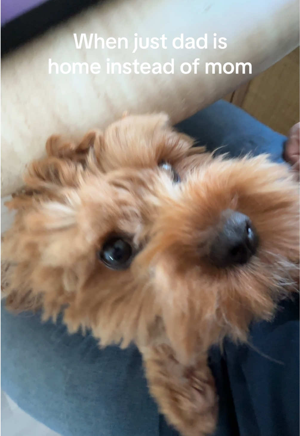 @Leo the Cavapoo
