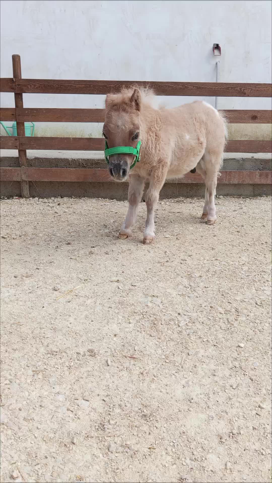 @joep.allevamentominipony