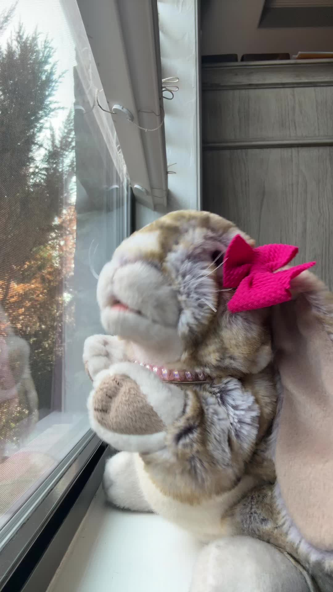 @rabbitdaisymae