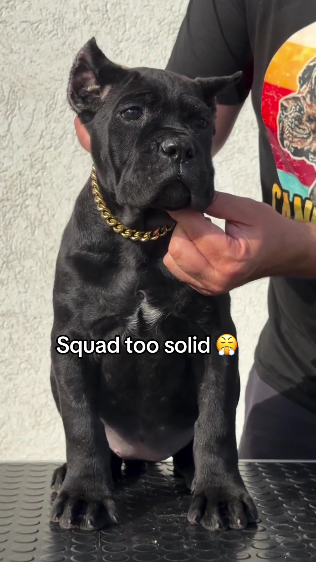 @bugattibloodlinekennels