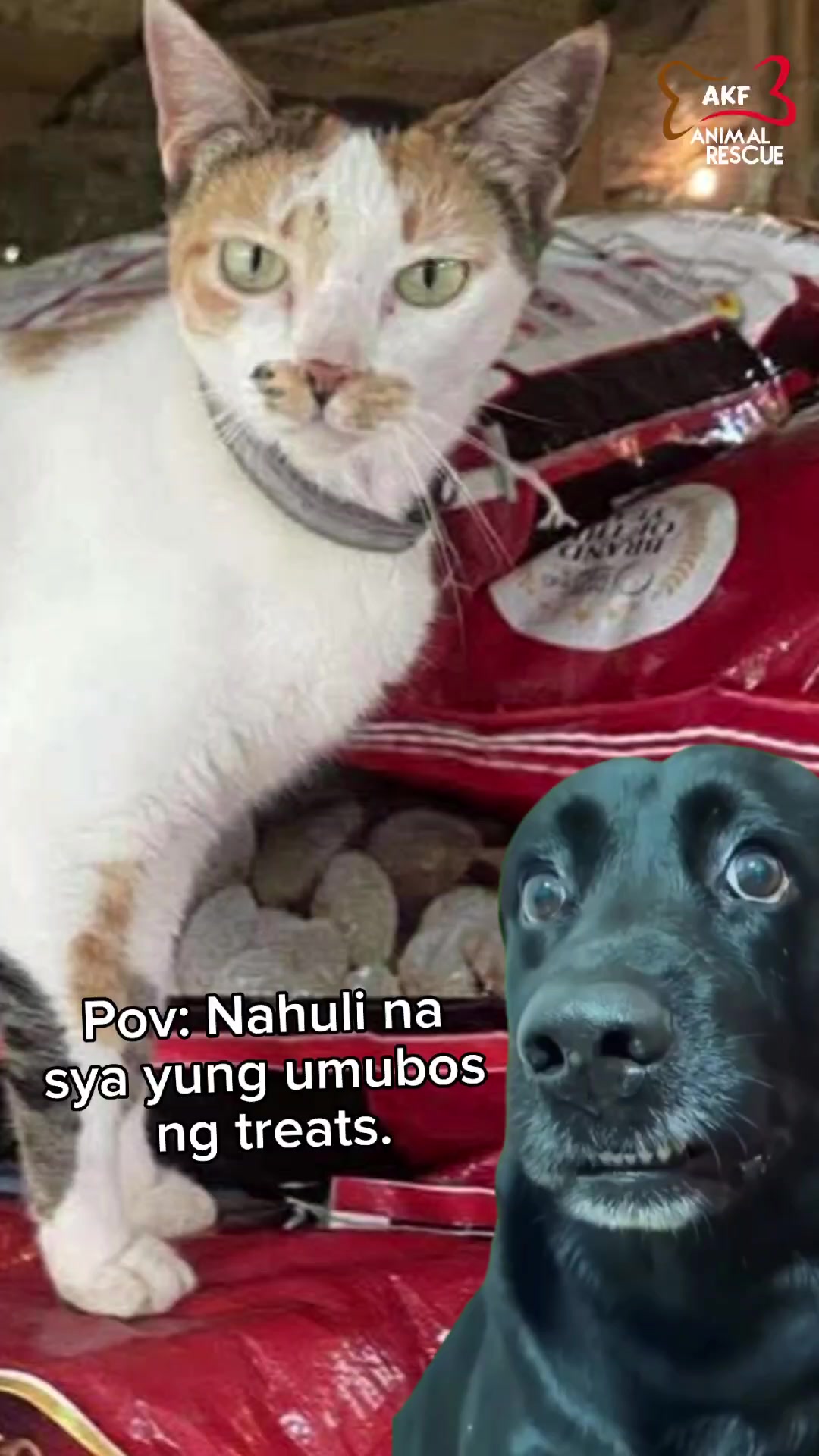 @AnimalKingdomFoundation