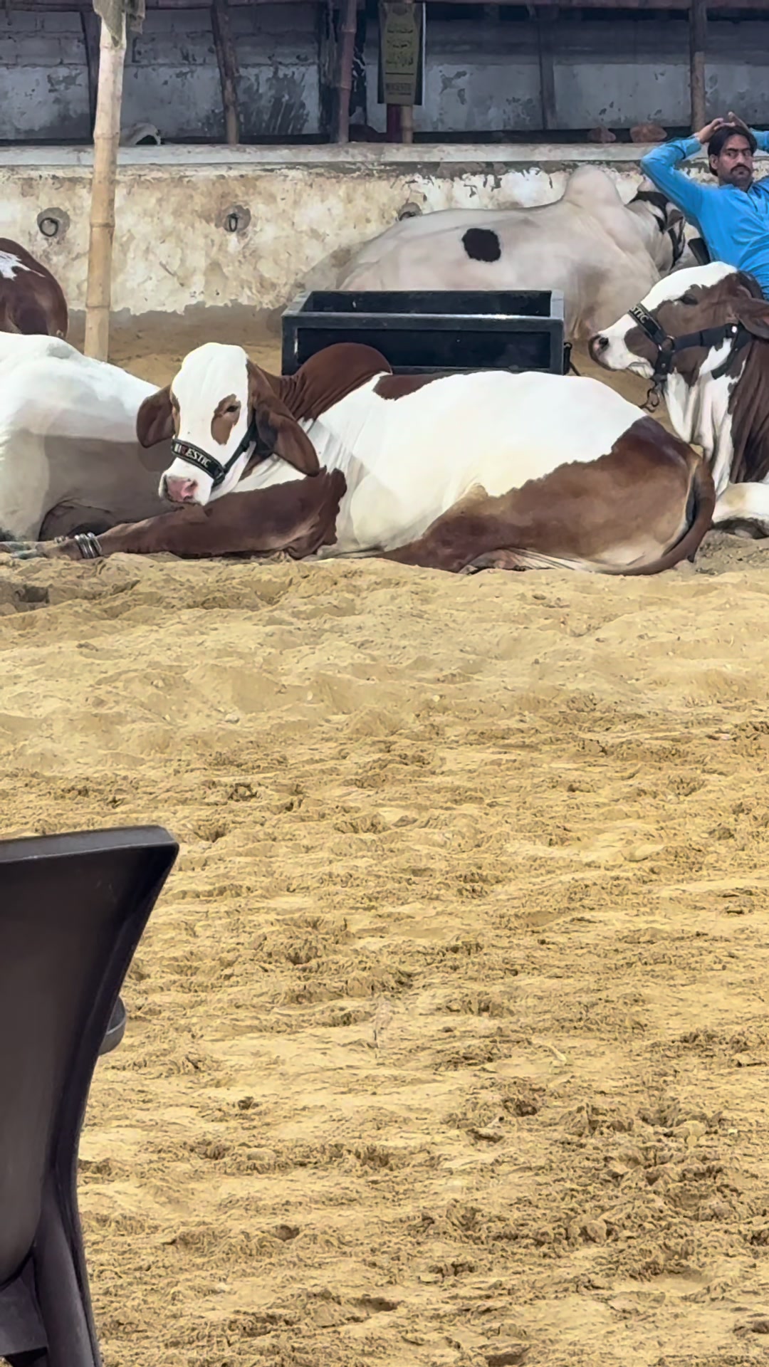 @MAJESTIC CATTLE & GOAT FARM