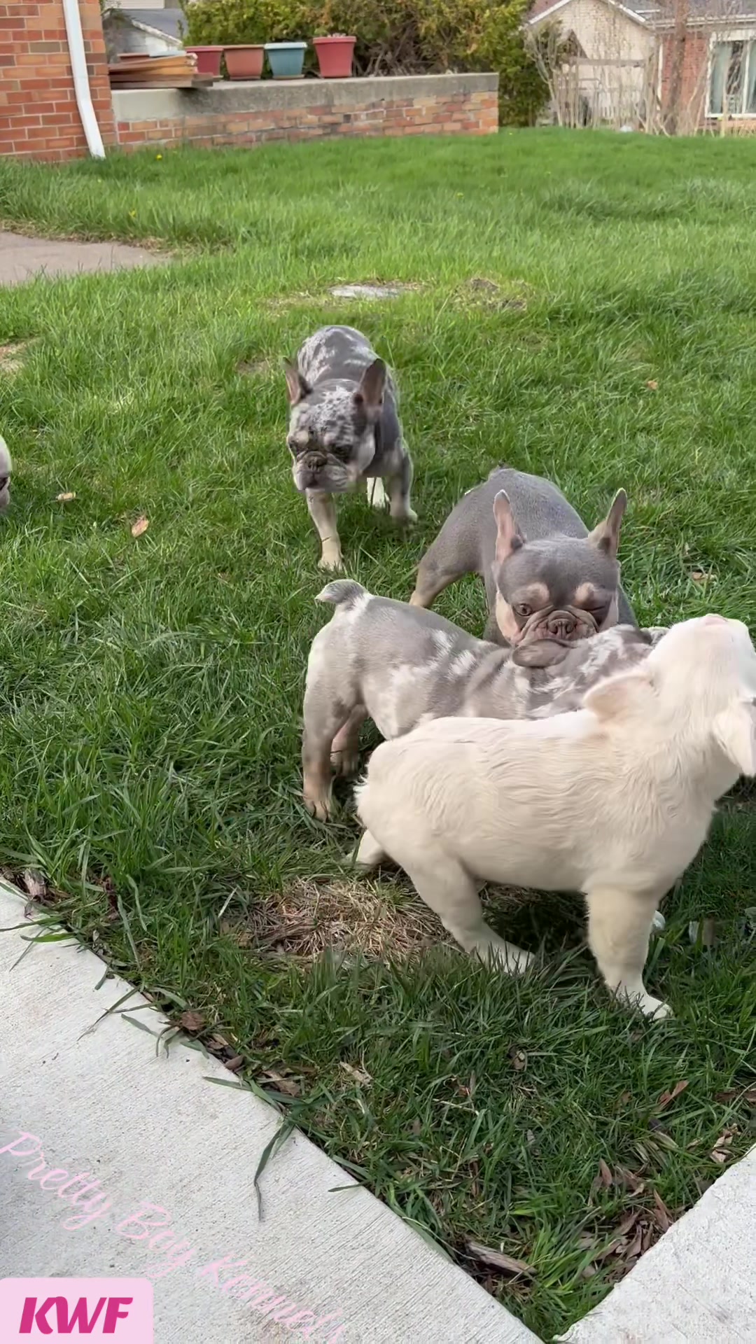 @prettyboykennels