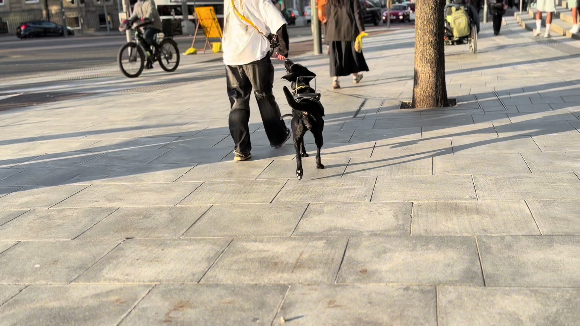 @themworkingdogs🏴󠁧󠁢󠁳󠁣󠁴󠁿