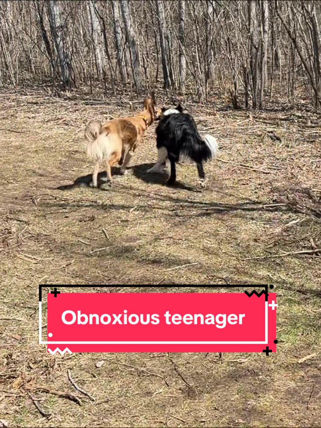 @Laura Waudby - Dog Sports
