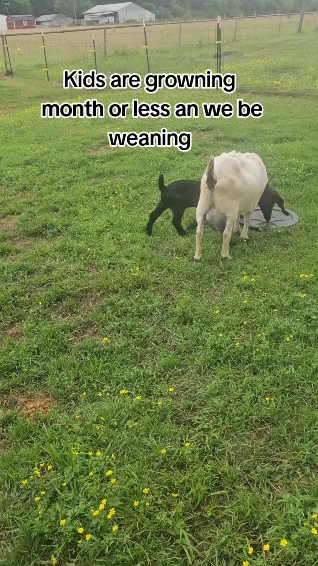 @Viking Cowboy