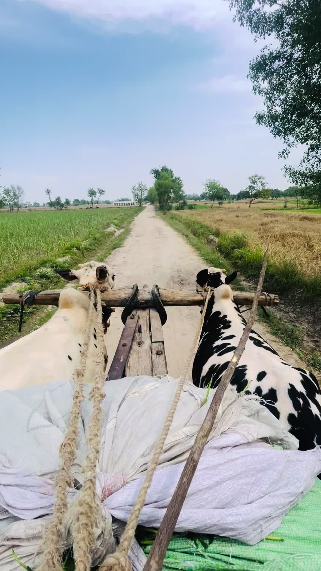 @Gujjar007