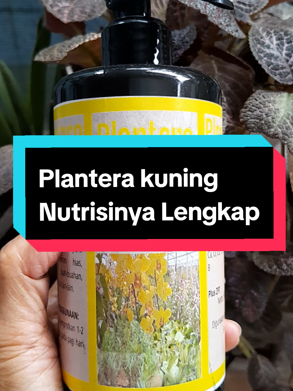 @Ambar healthy herbapedia