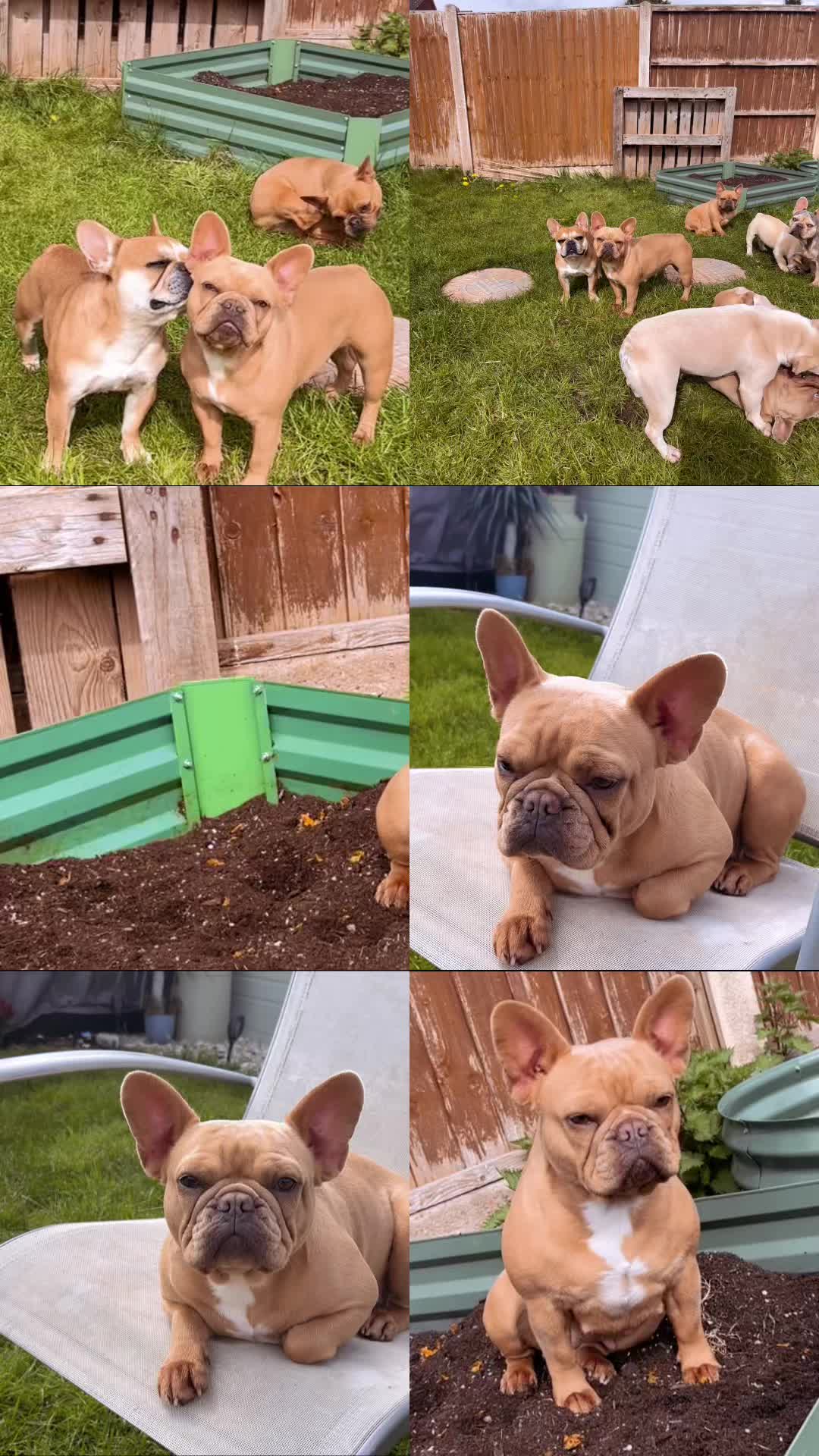 @perfectibull_uk