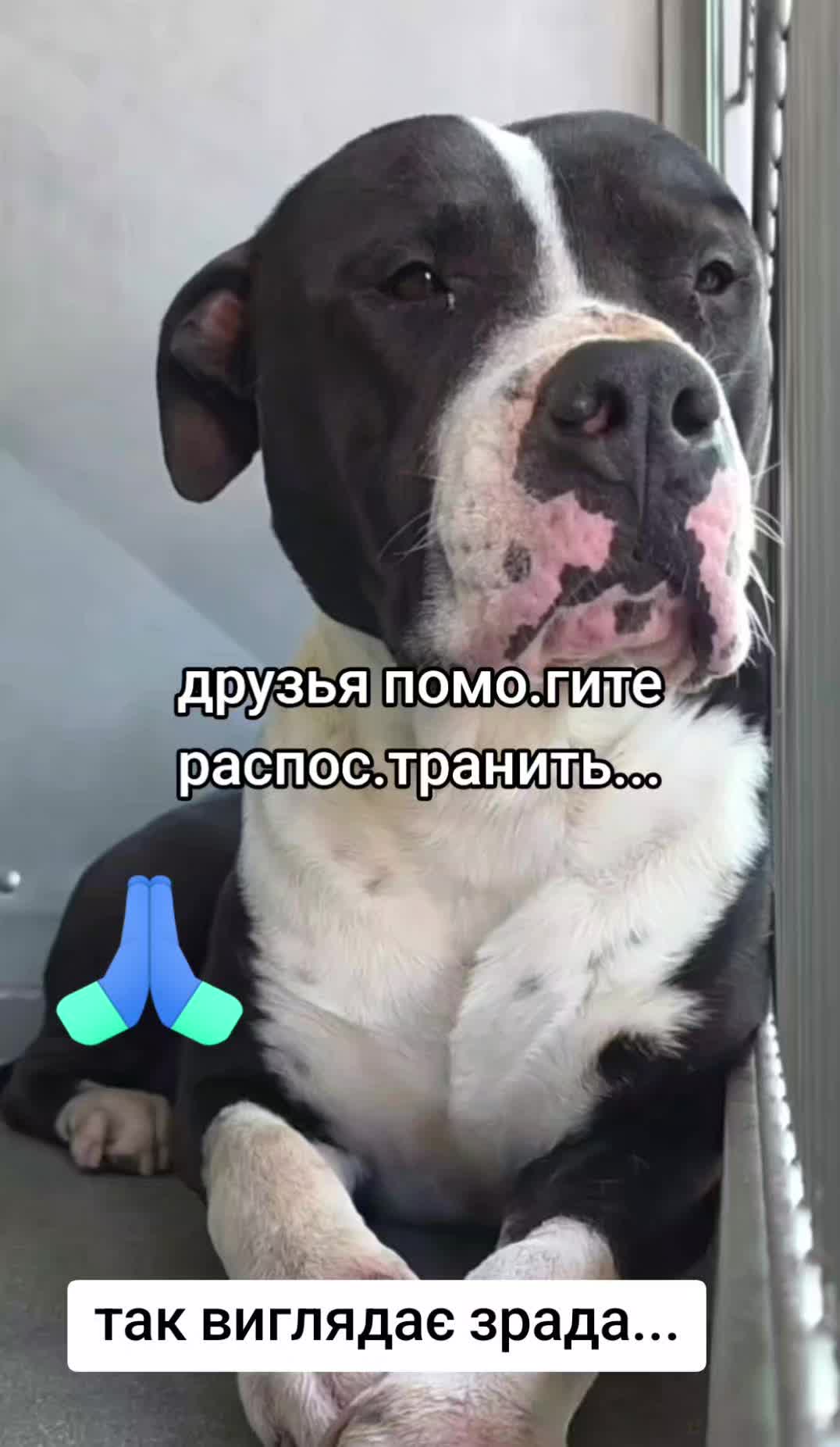 @animal