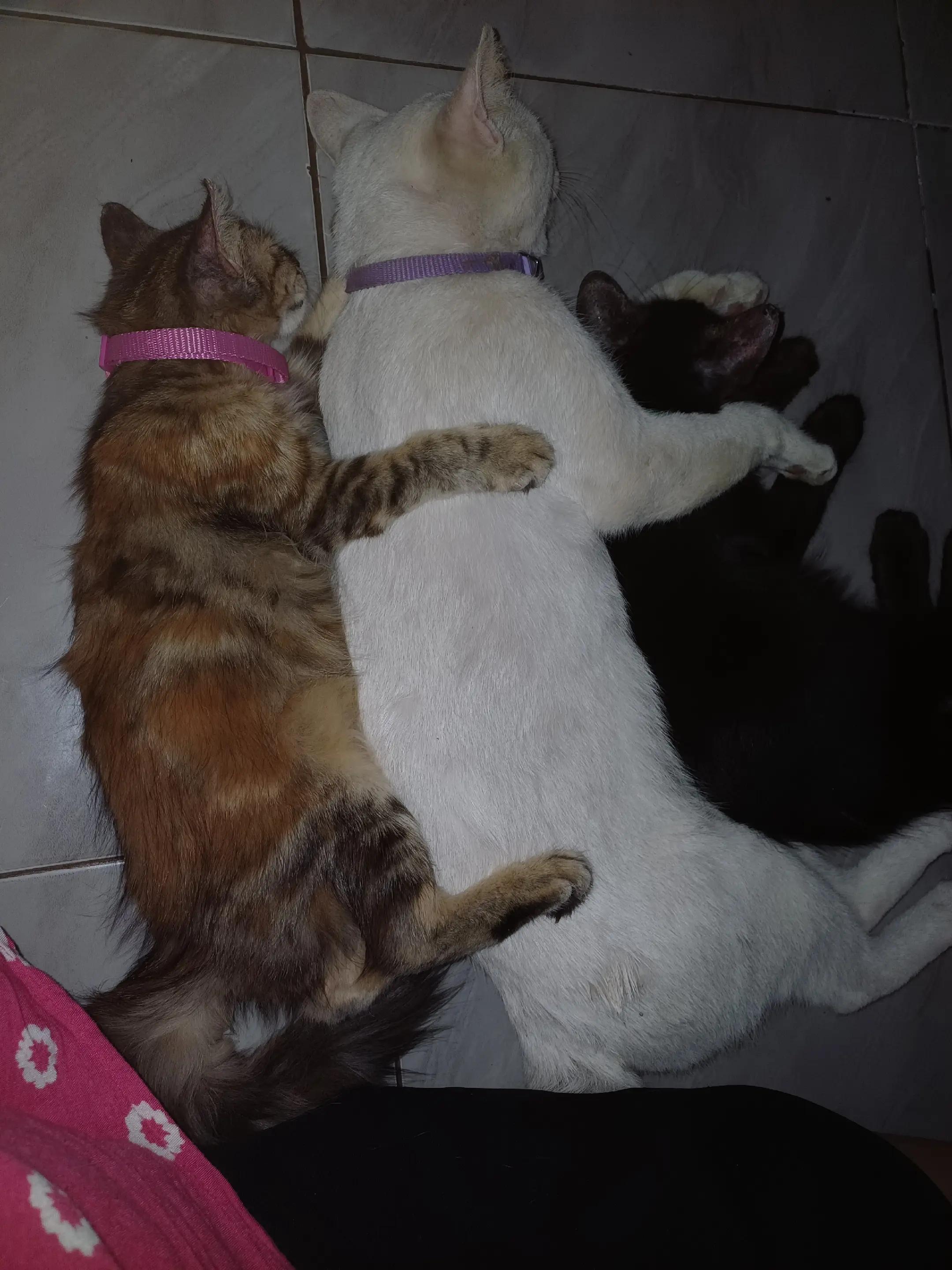 @dunia kucing
