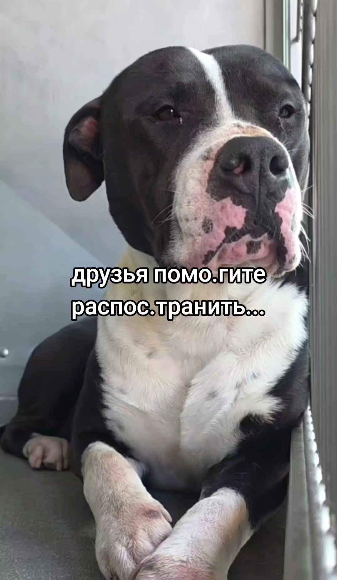 @animal