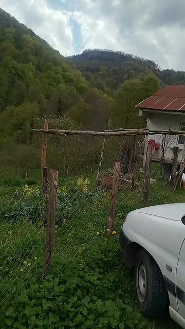 @yaşlı kurt