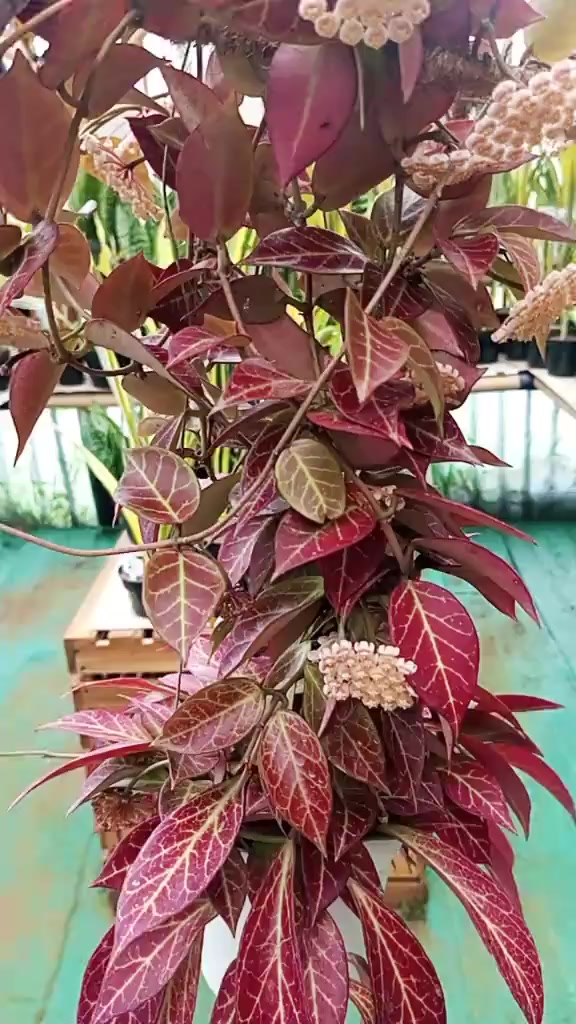 @clara flora.ind