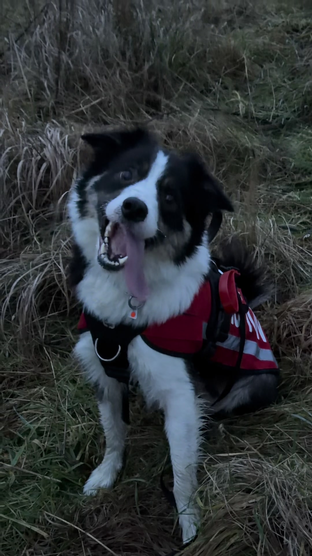 @themworkingdogs🏴󠁧󠁢󠁳󠁣󠁴󠁿