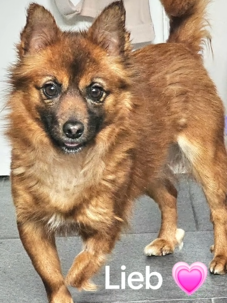 @Tierschutzhunde-Azoren