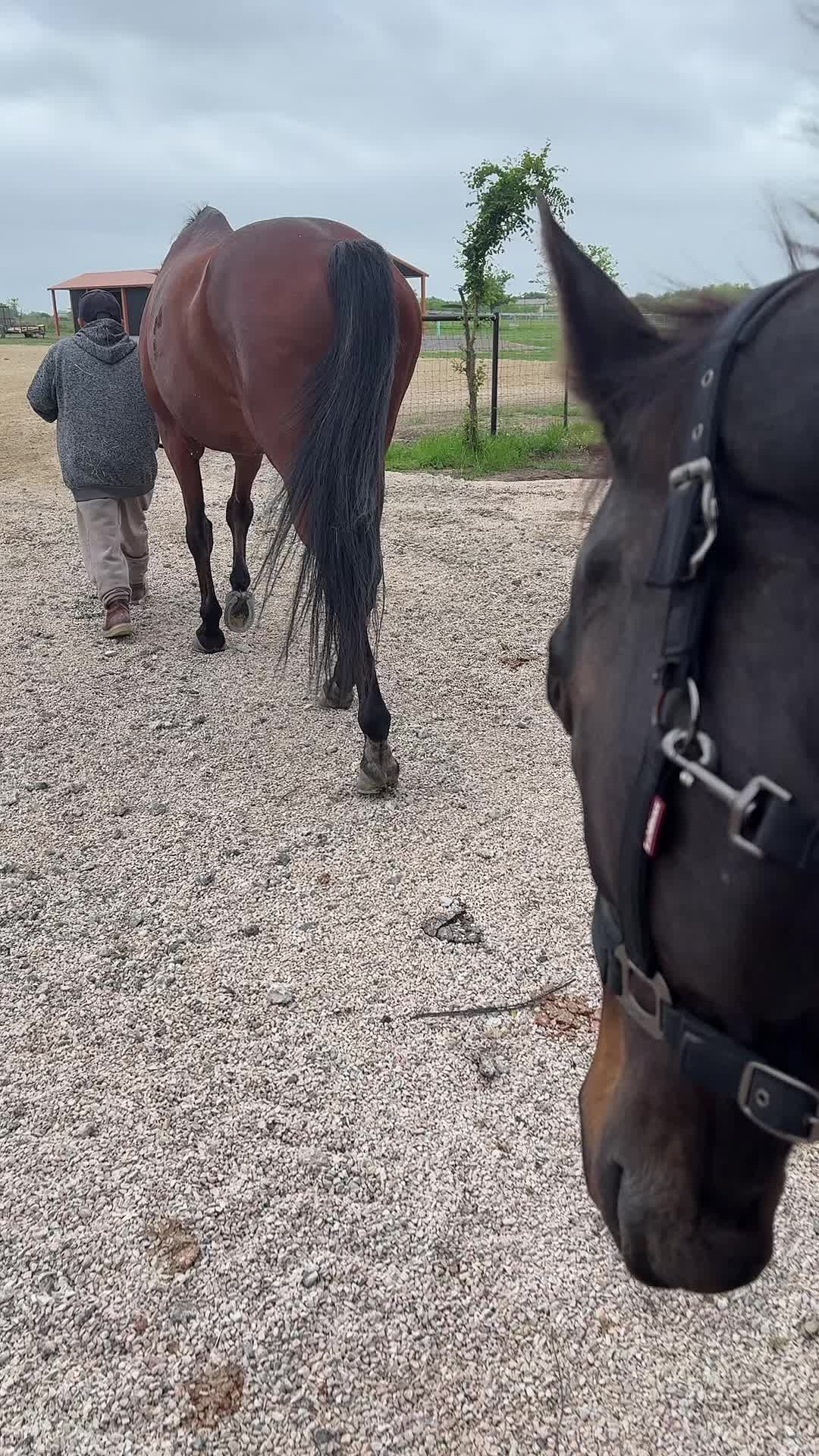 @🐴
