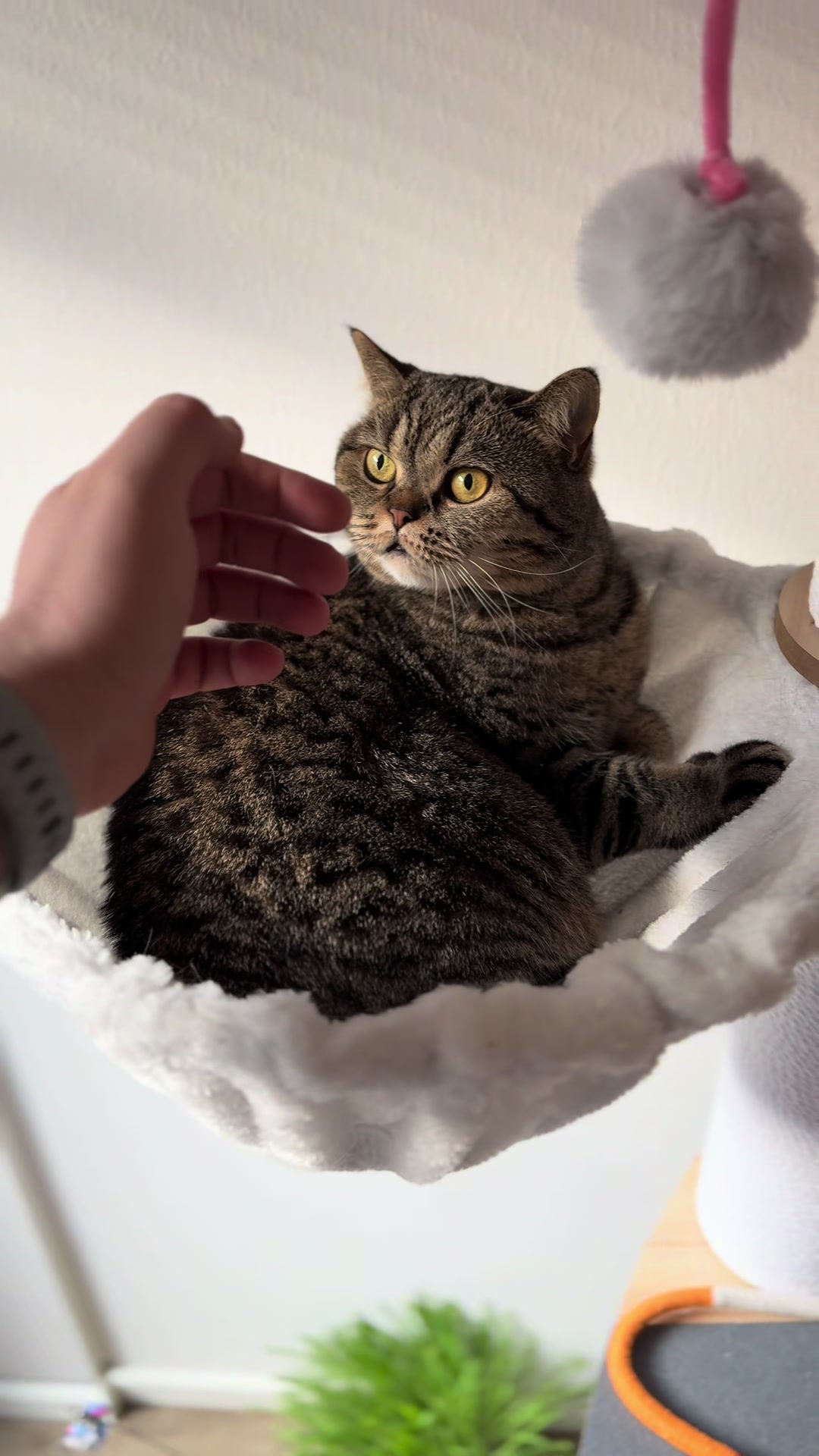 @Sonja_Kitty-Cat