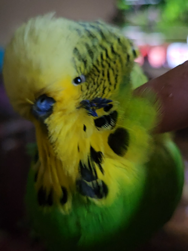 @Run Slow-Mo Charlie🦜