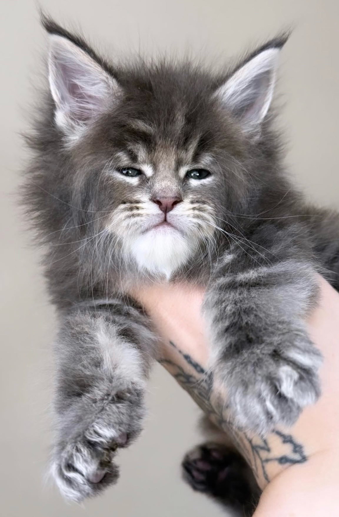 @MidwestGiantsMaineCoonCattery